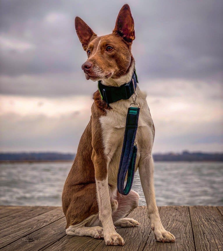 Gemini, a Border Collie and Australian Shepherd mix tested with EmbarkVet.com