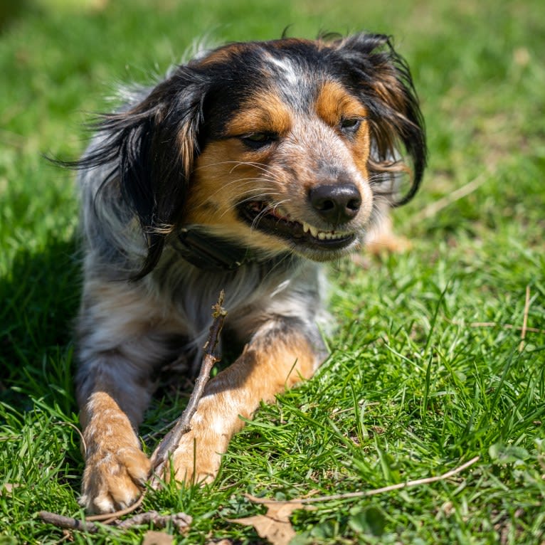 Banjo, an Australian Cattle Dog and Cocker Spaniel mix tested with EmbarkVet.com