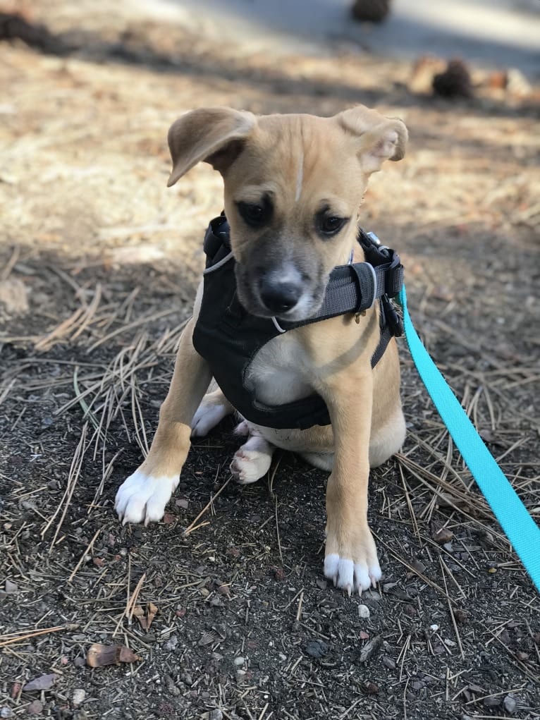 Kobe, a Chihuahua and American Pit Bull Terrier mix tested with EmbarkVet.com