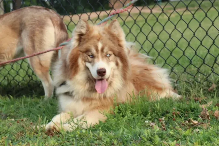 Sokka, a Siberian Husky tested with EmbarkVet.com