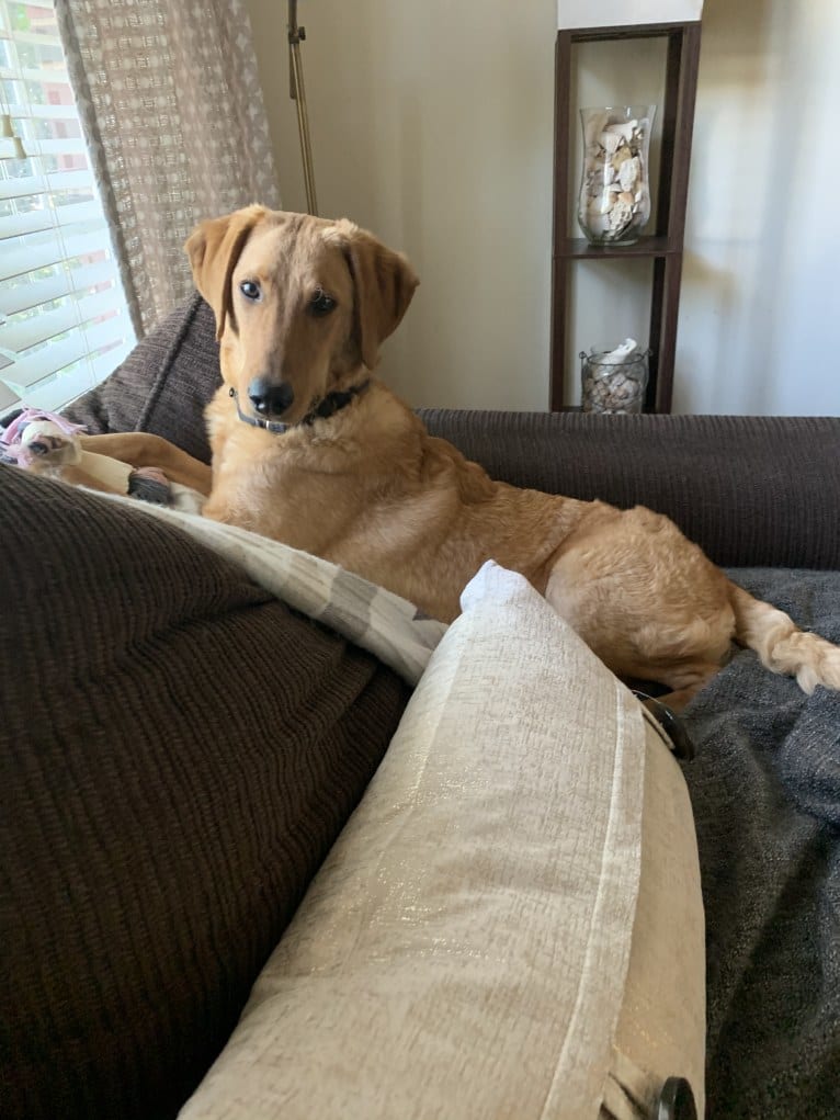 Murphy, a Labradoodle tested with EmbarkVet.com