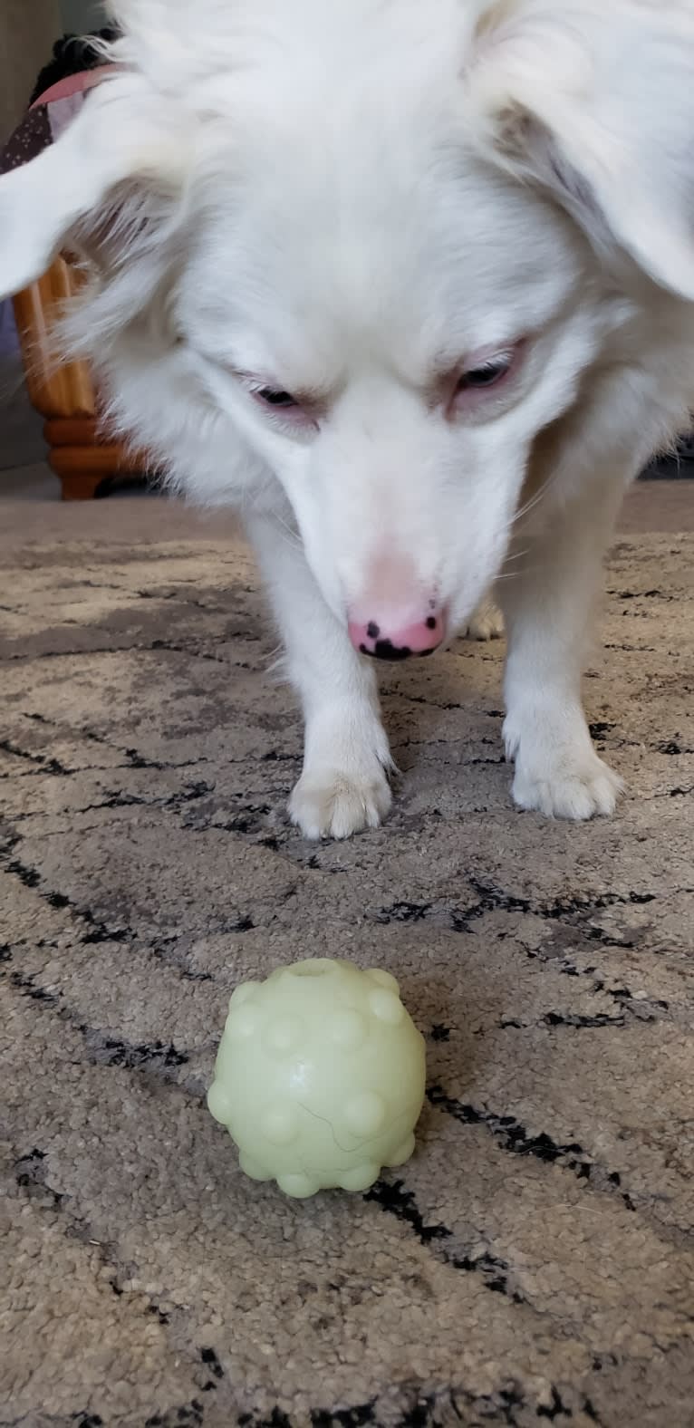 Kimba, an Australian Shepherd tested with EmbarkVet.com