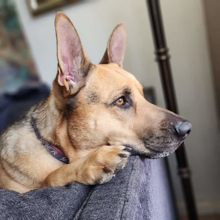 Grizz, a German Shepherd Dog and American Pit Bull Terrier mix tested with EmbarkVet.com