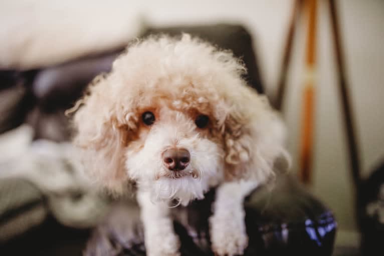 Reeves The Majestic, a Poodle (Small) tested with EmbarkVet.com