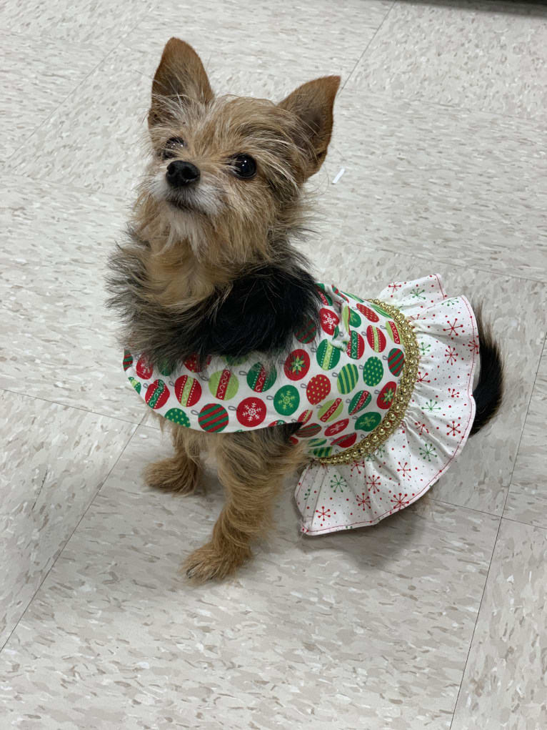 Lucy, a Yorkshire Terrier and Miniature Pinscher mix tested with EmbarkVet.com