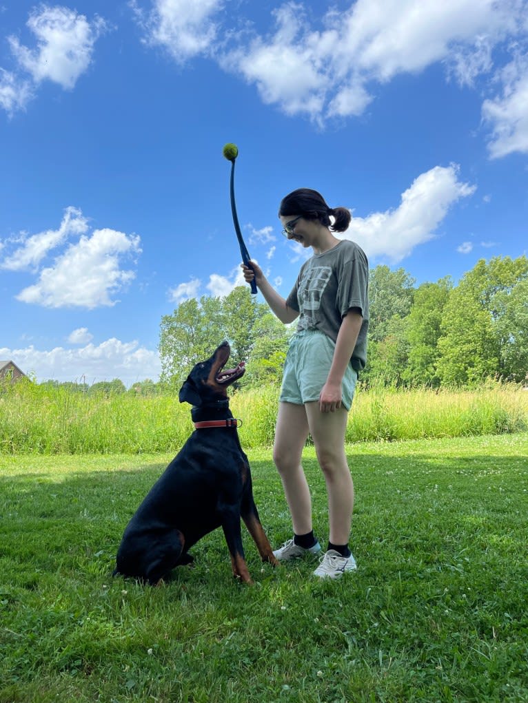 Arlo, a Doberman Pinscher tested with EmbarkVet.com