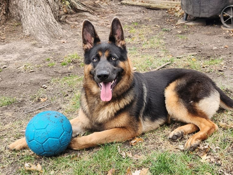 Banner, a German Shepherd Dog tested with EmbarkVet.com