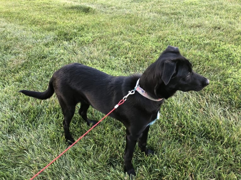 Nala, a Border Collie and American Pit Bull Terrier mix tested with EmbarkVet.com