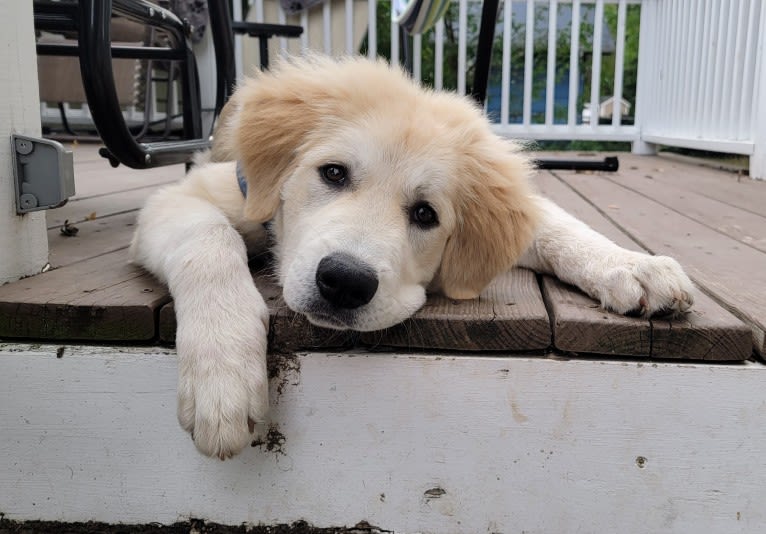 Bernoulli, a Great Pyrenees and Anatolian Shepherd Dog mix tested with EmbarkVet.com