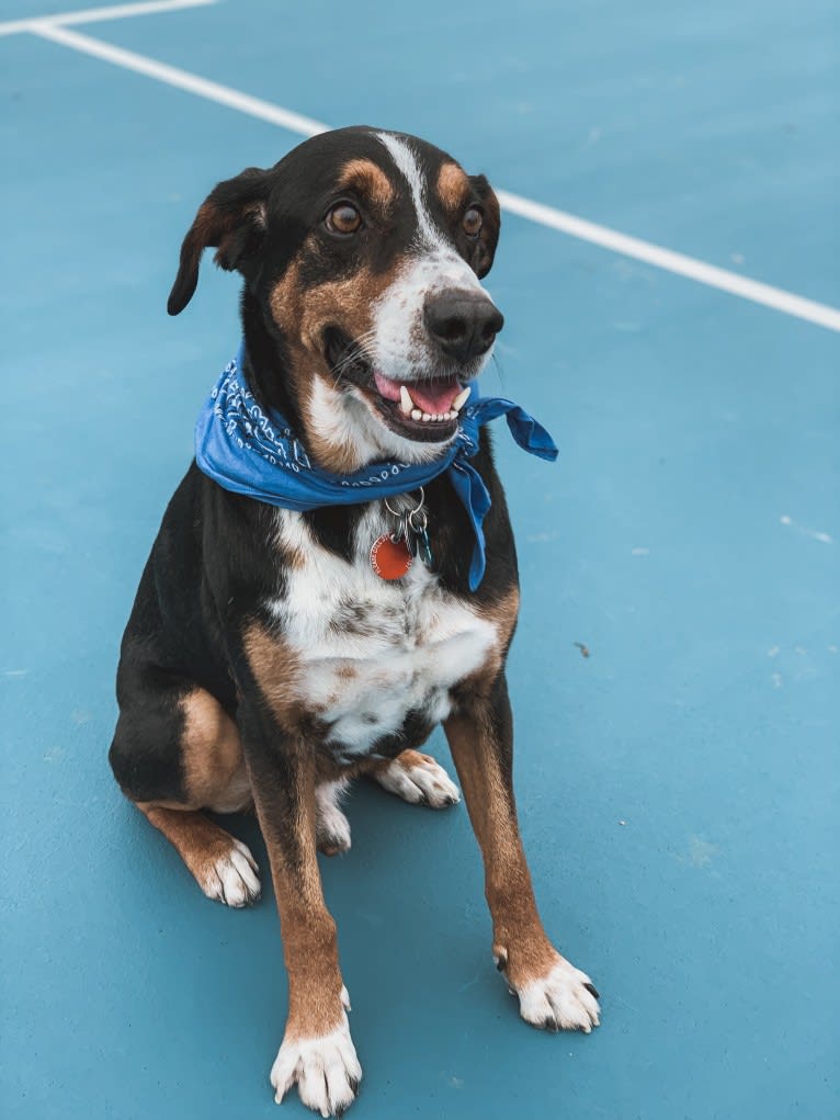 Augie, a Basset Hound and Australian Cattle Dog mix tested with EmbarkVet.com