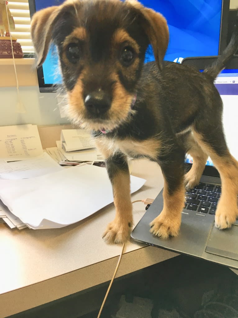 Juno, a Miniature Schnauzer and Miniature/MAS-type Australian Shepherd mix tested with EmbarkVet.com