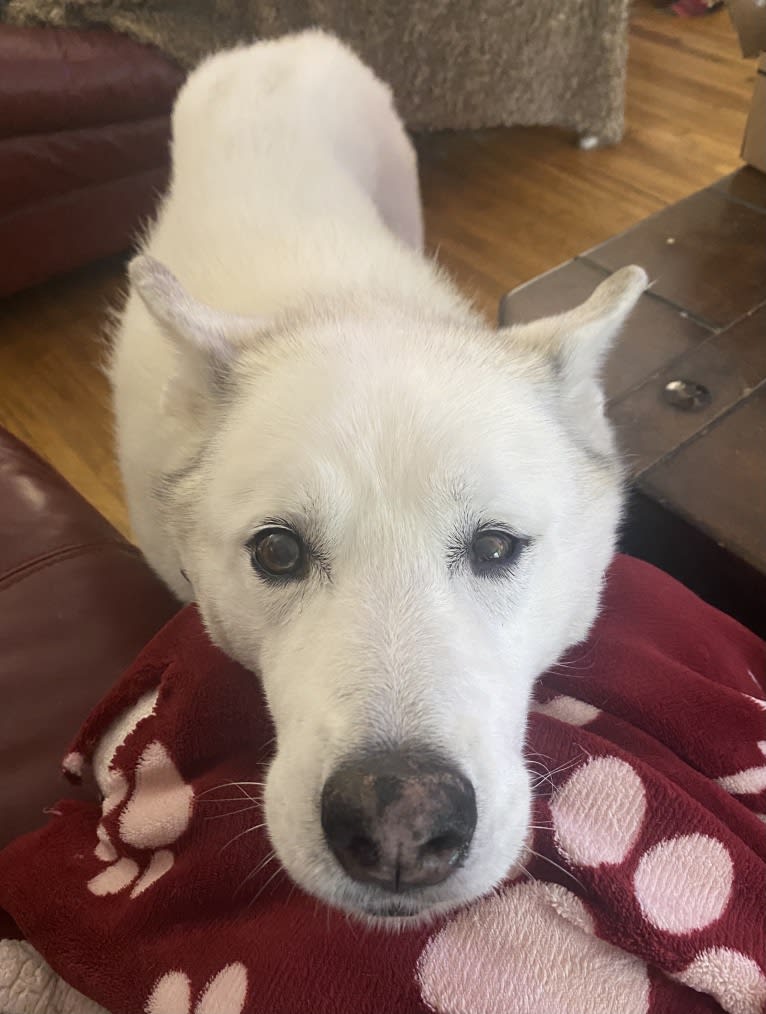 Lily, a Siberian Husky and Cocker Spaniel mix tested with EmbarkVet.com