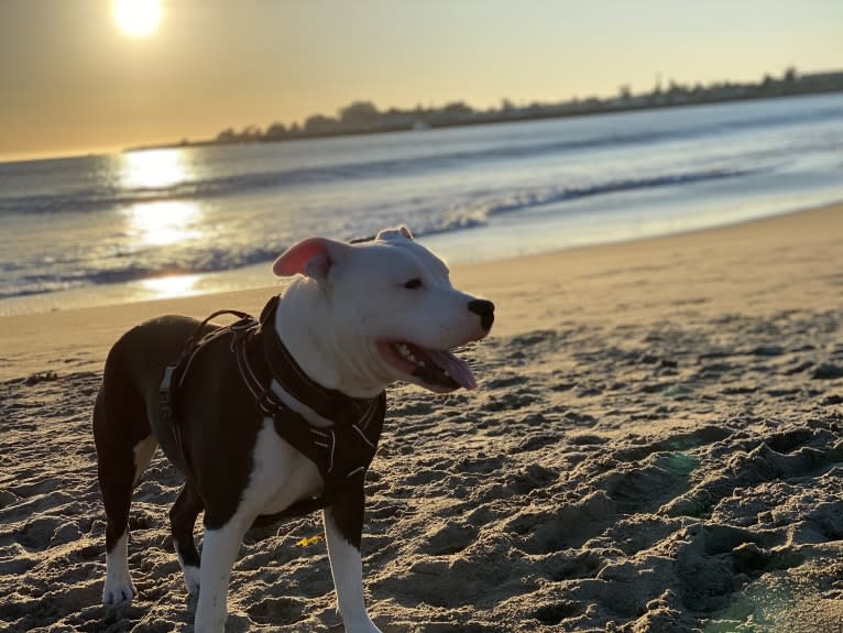 Max Lewis Cannady, an American Pit Bull Terrier and American Staffordshire Terrier mix tested with EmbarkVet.com