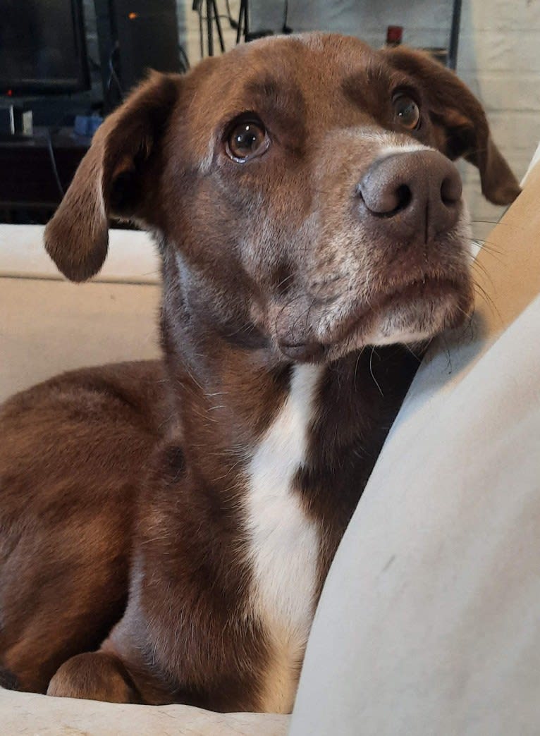 Valkyrie, a Golden Retriever and Labrador Retriever mix tested with EmbarkVet.com