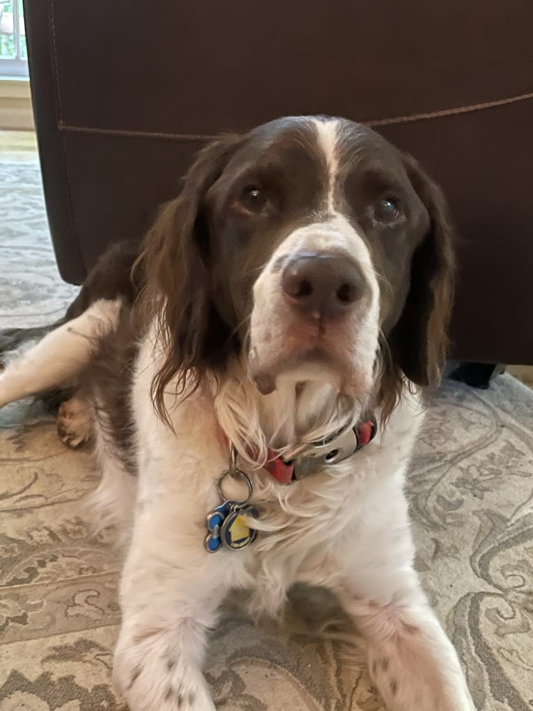 Charlie, a Brittany tested with EmbarkVet.com