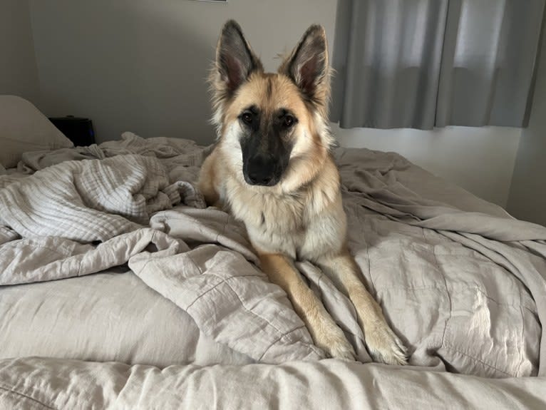 Mila, a White Shepherd tested with EmbarkVet.com