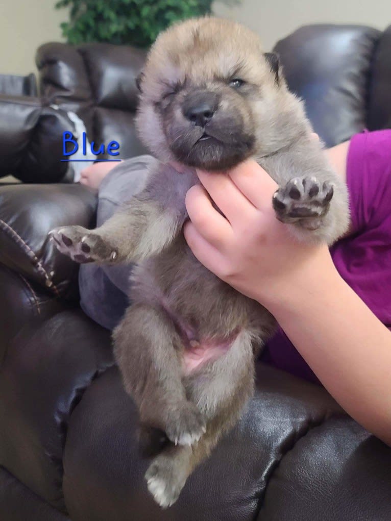 Valefor a dog tested with EmbarkVet.com