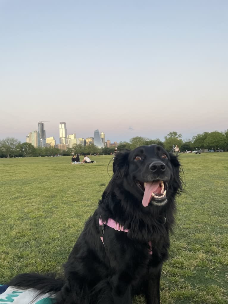 Nova, an Australian Shepherd and Labrador Retriever mix tested with EmbarkVet.com