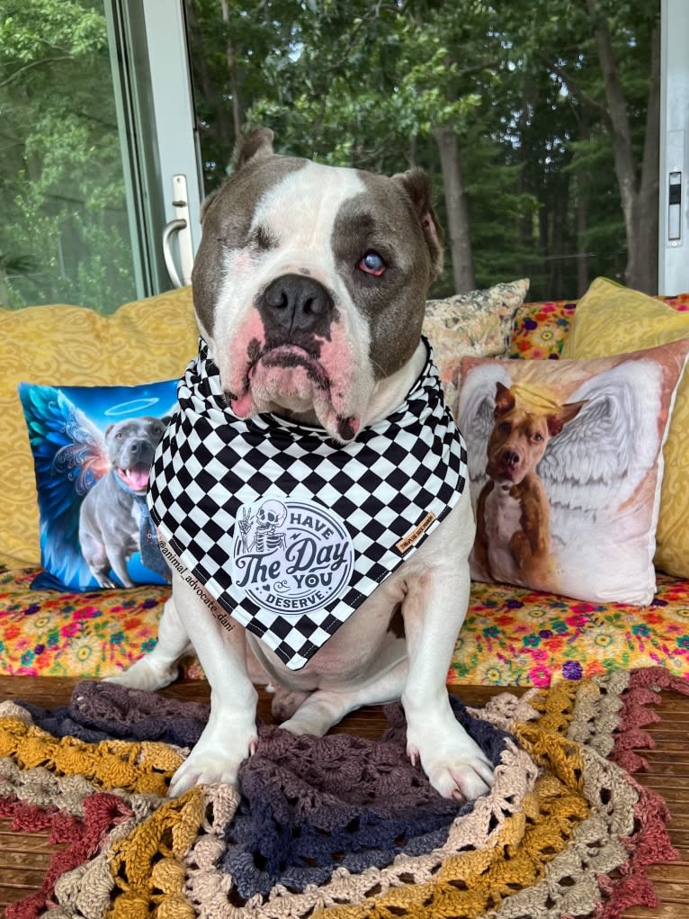 Rhino, an American Bully and Bulldog mix tested with EmbarkVet.com
