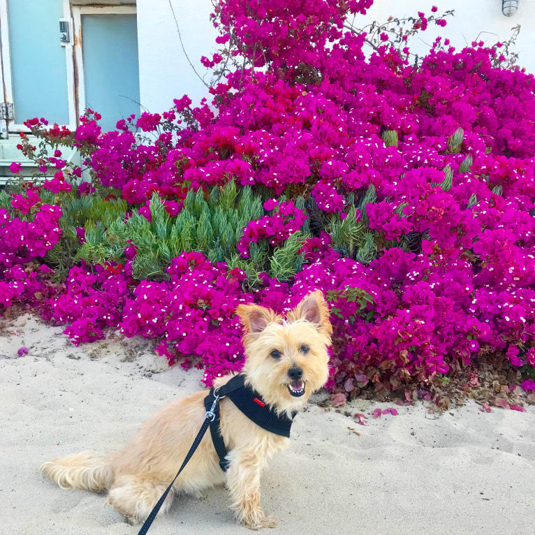 Buster, a Yorkshire Terrier and Coton de Tulear mix tested with EmbarkVet.com