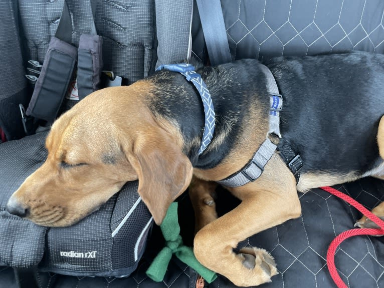 Marley, a Bloodhound and Treeing Walker Coonhound mix tested with EmbarkVet.com