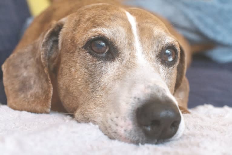 Tanner, an American Bulldog and Dachshund mix tested with EmbarkVet.com