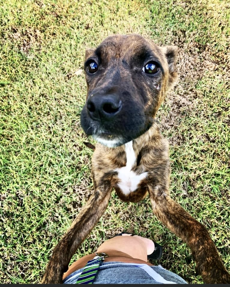 Pops, an American Staffordshire Terrier and American Pit Bull Terrier mix tested with EmbarkVet.com