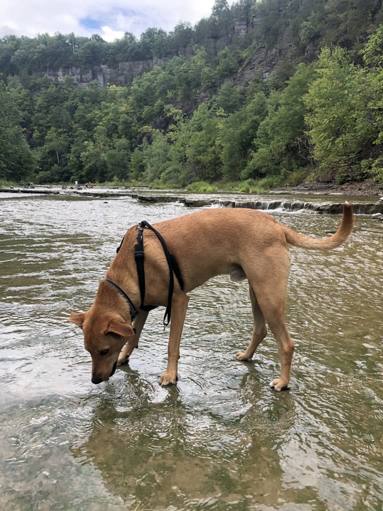 Bear, a Central and East African Village Dog tested with EmbarkVet.com