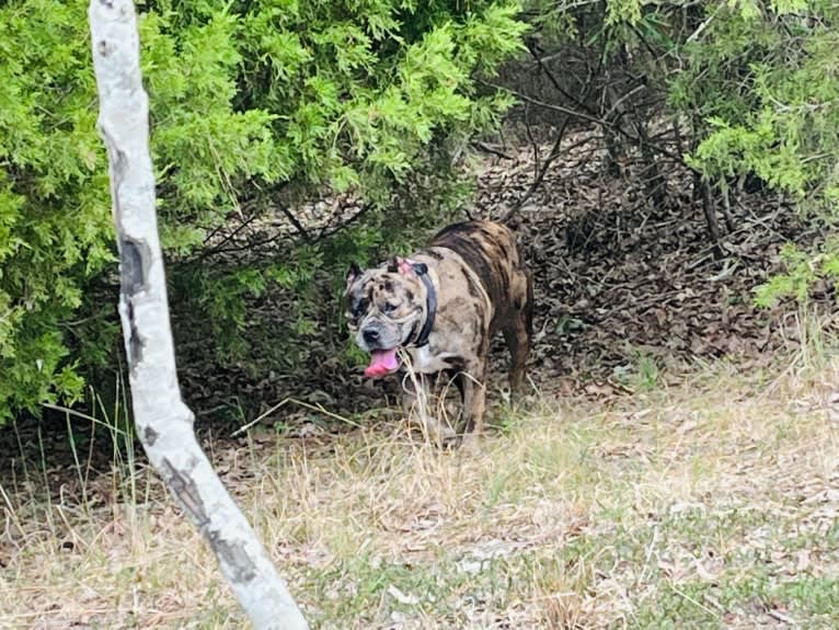 Oreo, a Bulldog and Boxer mix tested with EmbarkVet.com