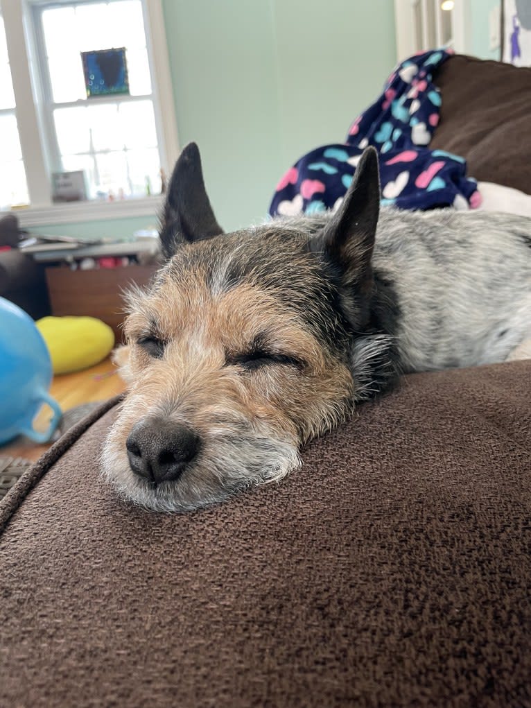 Juniper, a Chihuahua and Russell-type Terrier mix tested with EmbarkVet.com