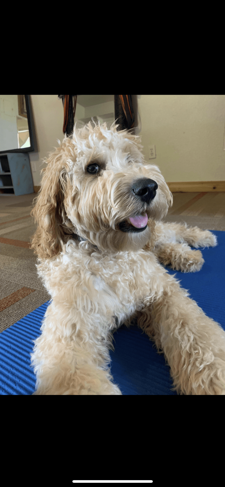 Dex, a Goldendoodle tested with EmbarkVet.com