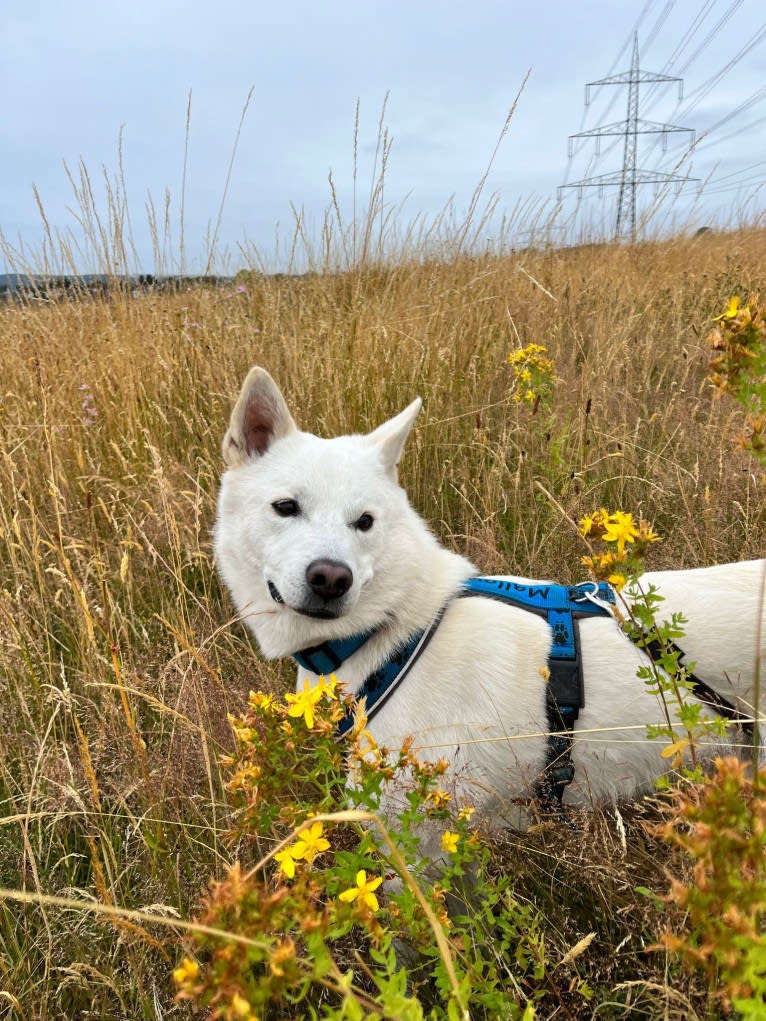 Mallow, a Canaan Dog tested with EmbarkVet.com