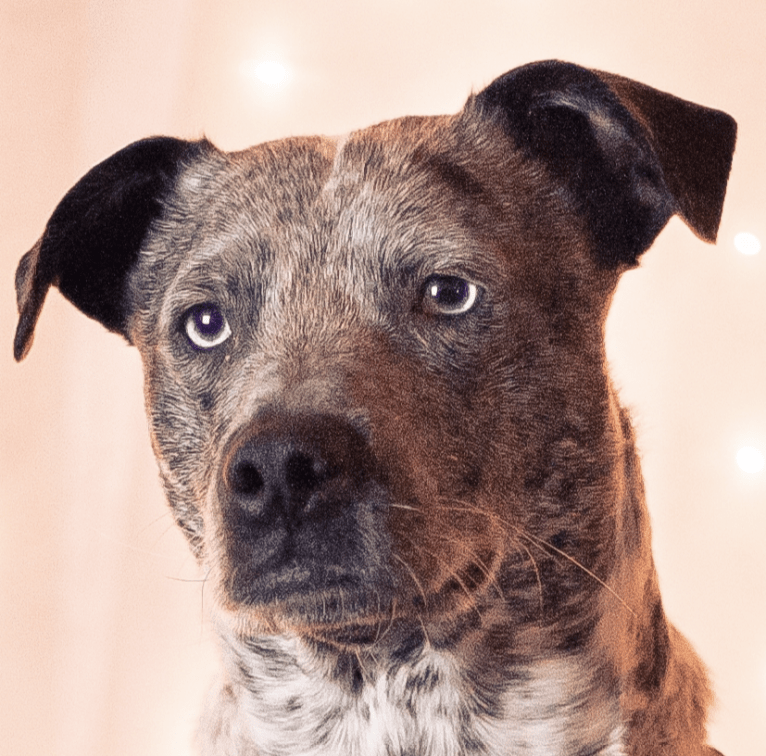 Rio, an Australian Cattle Dog and American Pit Bull Terrier mix tested with EmbarkVet.com