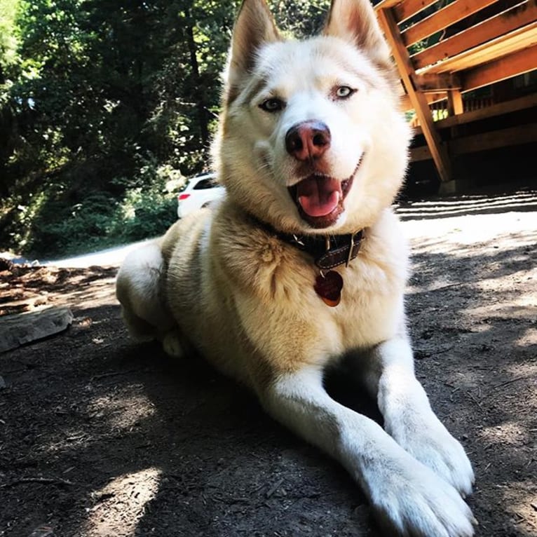 Marley, a Siberian Husky tested with EmbarkVet.com