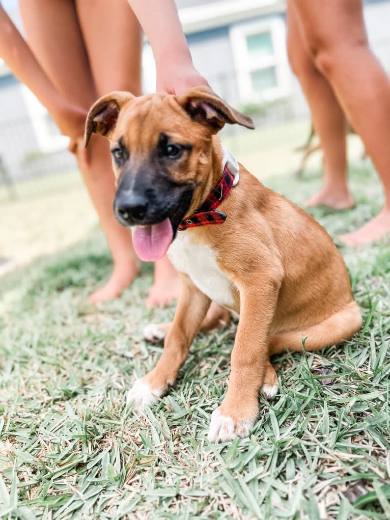 Indy, an Anatolian Shepherd Dog and American Pit Bull Terrier mix tested with EmbarkVet.com