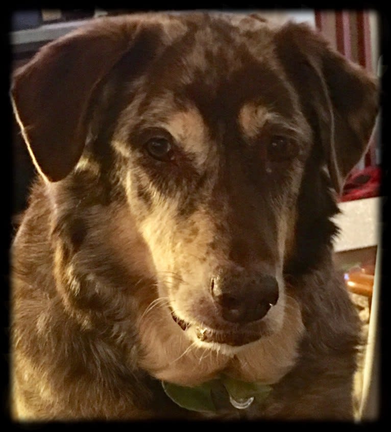 Benny, a Labrador Retriever and Chow Chow mix tested with EmbarkVet.com