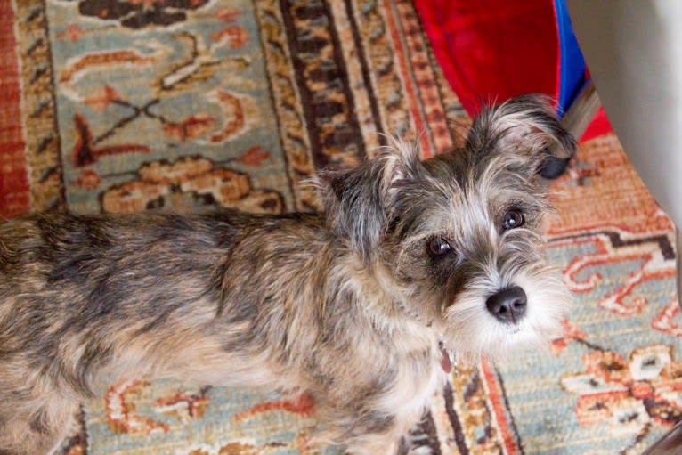 Adelaide, a Miniature Schnauzer and Boston Terrier mix tested with EmbarkVet.com
