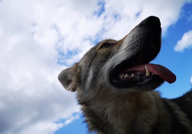 Nephi, a Saarloos Wolfdog tested with EmbarkVet.com