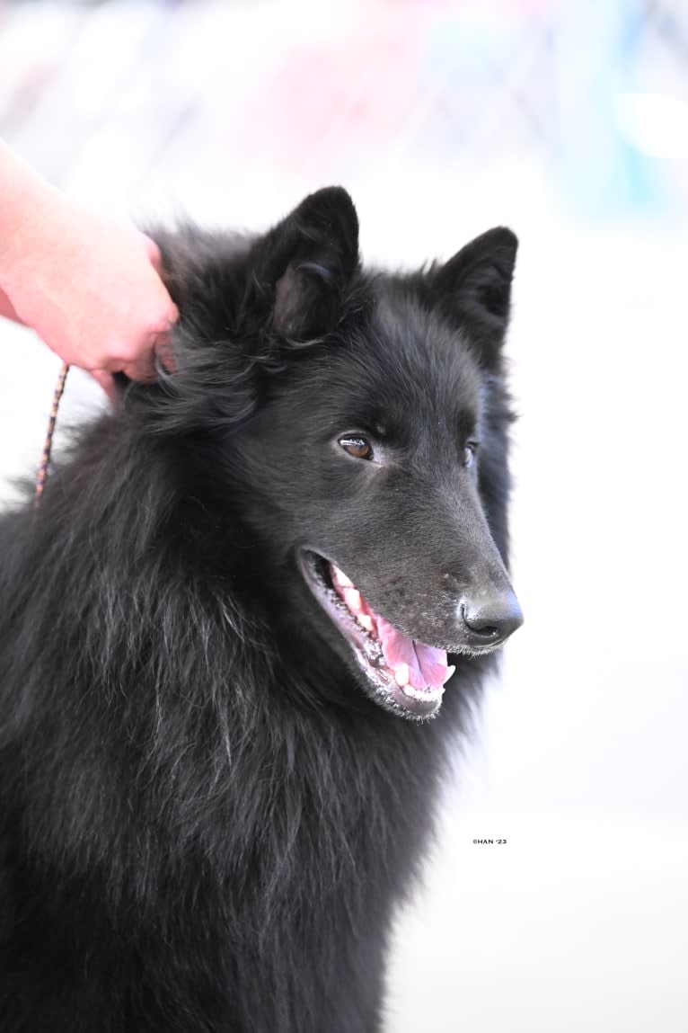 TR, a Belgian Shepherd tested with EmbarkVet.com