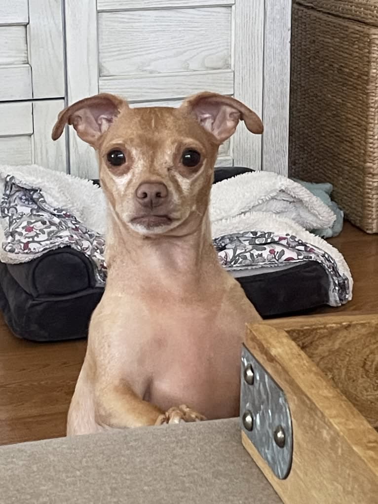 Lily, a Chihuahua and Rat Terrier mix tested with EmbarkVet.com