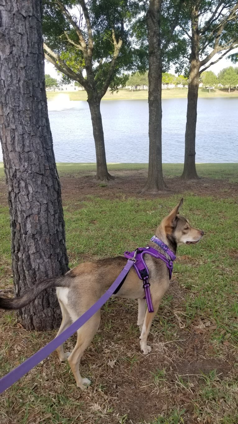 Luna Astrid, a Siberian Husky and American Pit Bull Terrier mix tested with EmbarkVet.com