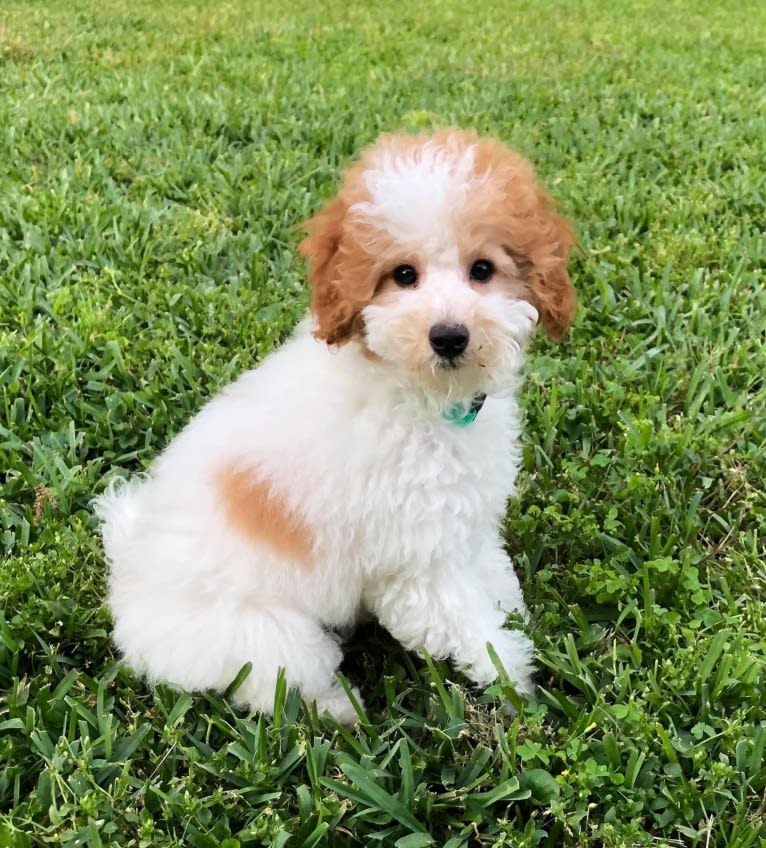 Fritz, a Poodle (Small) tested with EmbarkVet.com
