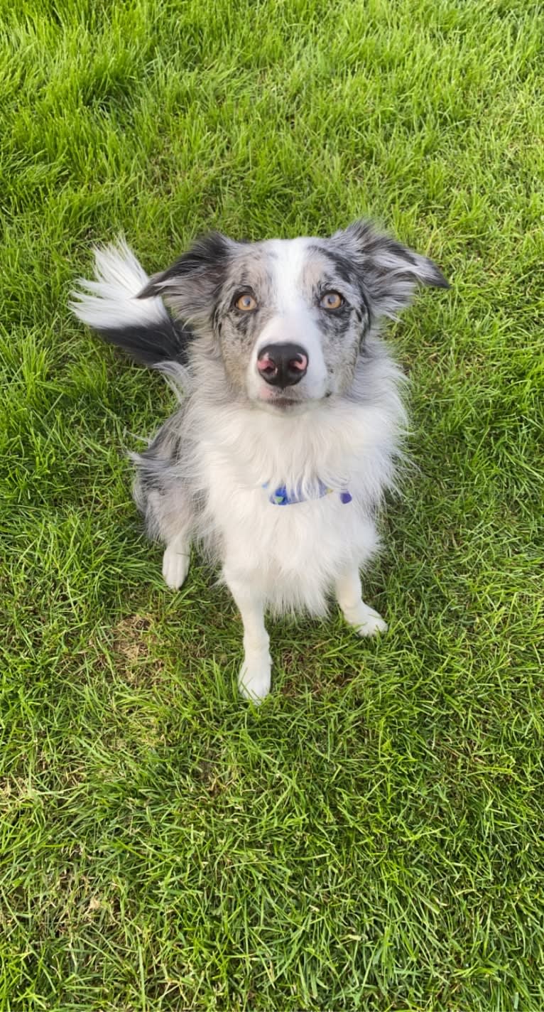 Charm, a Border Collie tested with EmbarkVet.com