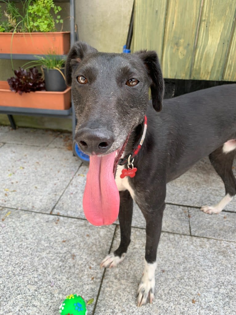 Elmo, a Saluki and Greyhound mix tested with EmbarkVet.com