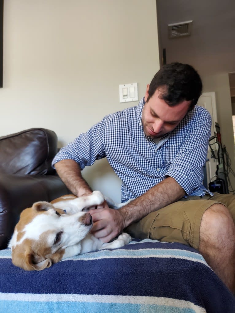 Tucker, a Beagle tested with EmbarkVet.com