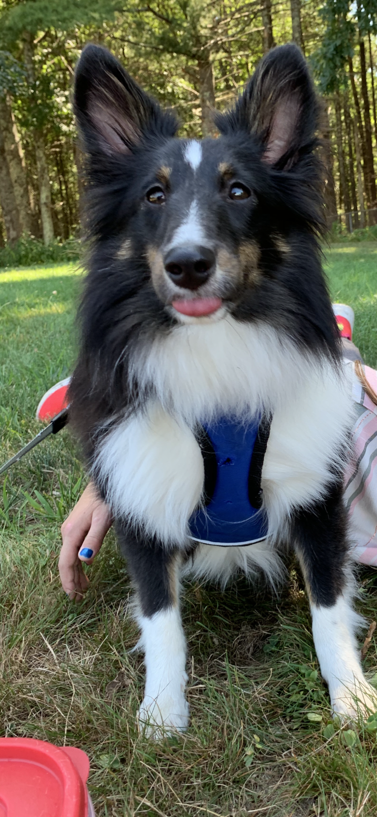 Whiskey Cash Adams, a Shetland Sheepdog tested with EmbarkVet.com