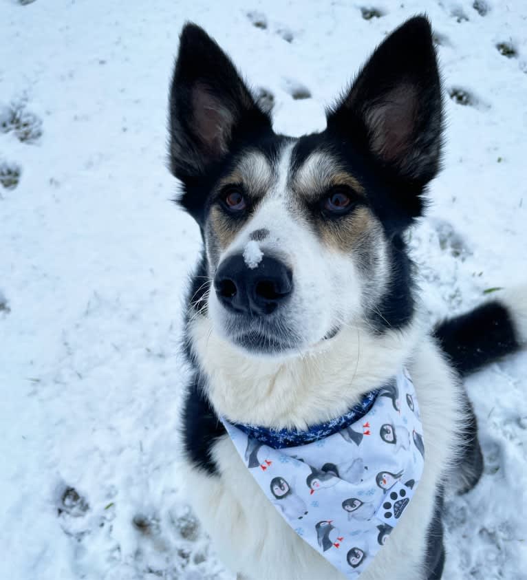 Rada, a Central Asian Village Dog and Bernese Mountain Dog mix tested with EmbarkVet.com