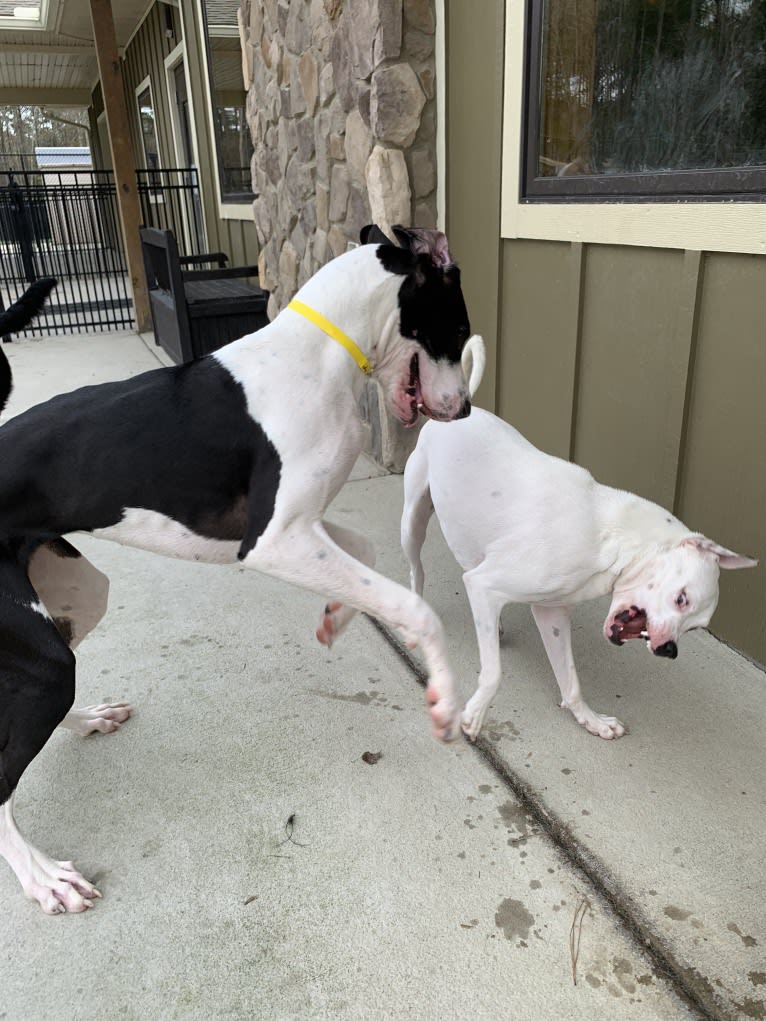 Tiptoe, an American Pit Bull Terrier and Great Pyrenees mix tested with EmbarkVet.com