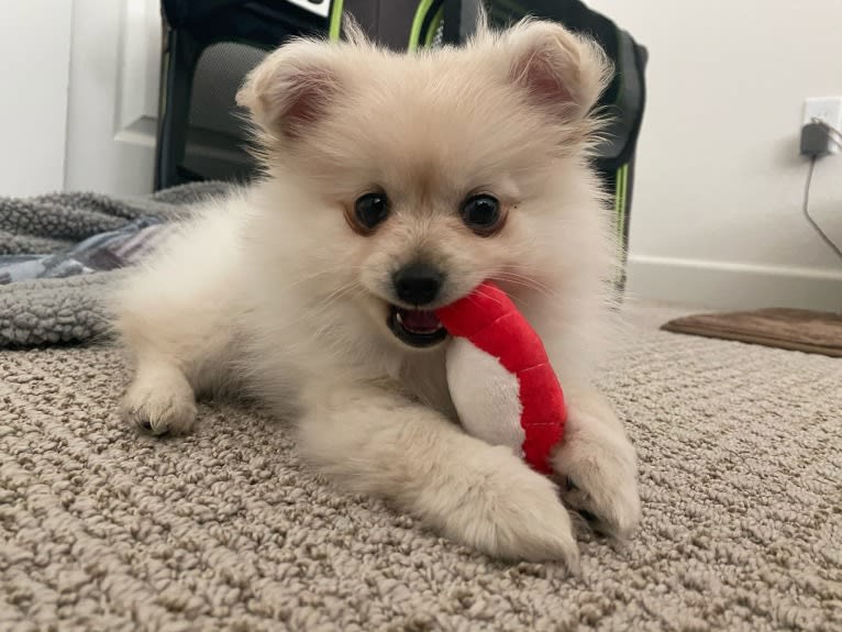 Kai, a Pomeranian tested with EmbarkVet.com