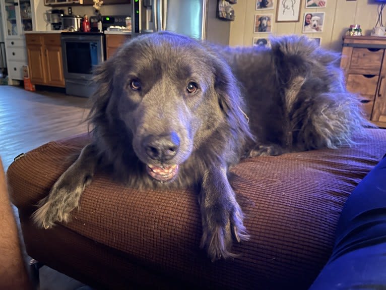 Zoboomafoo, a Great Pyrenees and Labrador Retriever mix tested with EmbarkVet.com